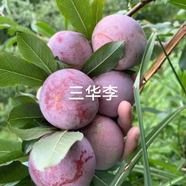 三华李一件代发厂家直发