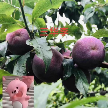 三华李一件代发厂家直发