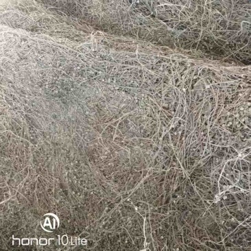 中药材白花蛇舌草