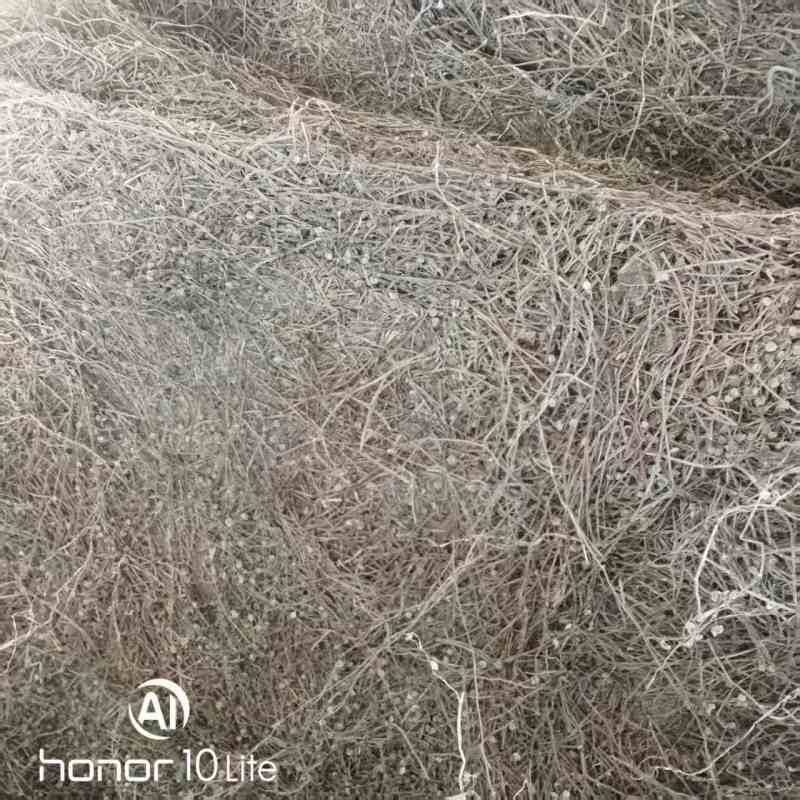中药材白花蛇舌草