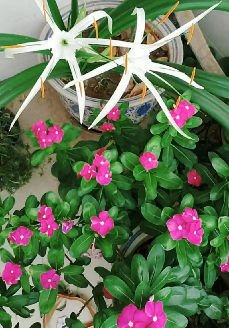 无臭鸽子粪，原生态有机肥，厂家直销，量大价优50斤一袋