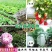 无臭鸽子粪，原生态有机肥，厂家直销，量大价优50斤一袋