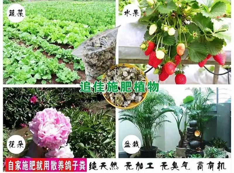 无臭鸽子粪，原生态有机肥，厂家直销，量大价优50斤一袋