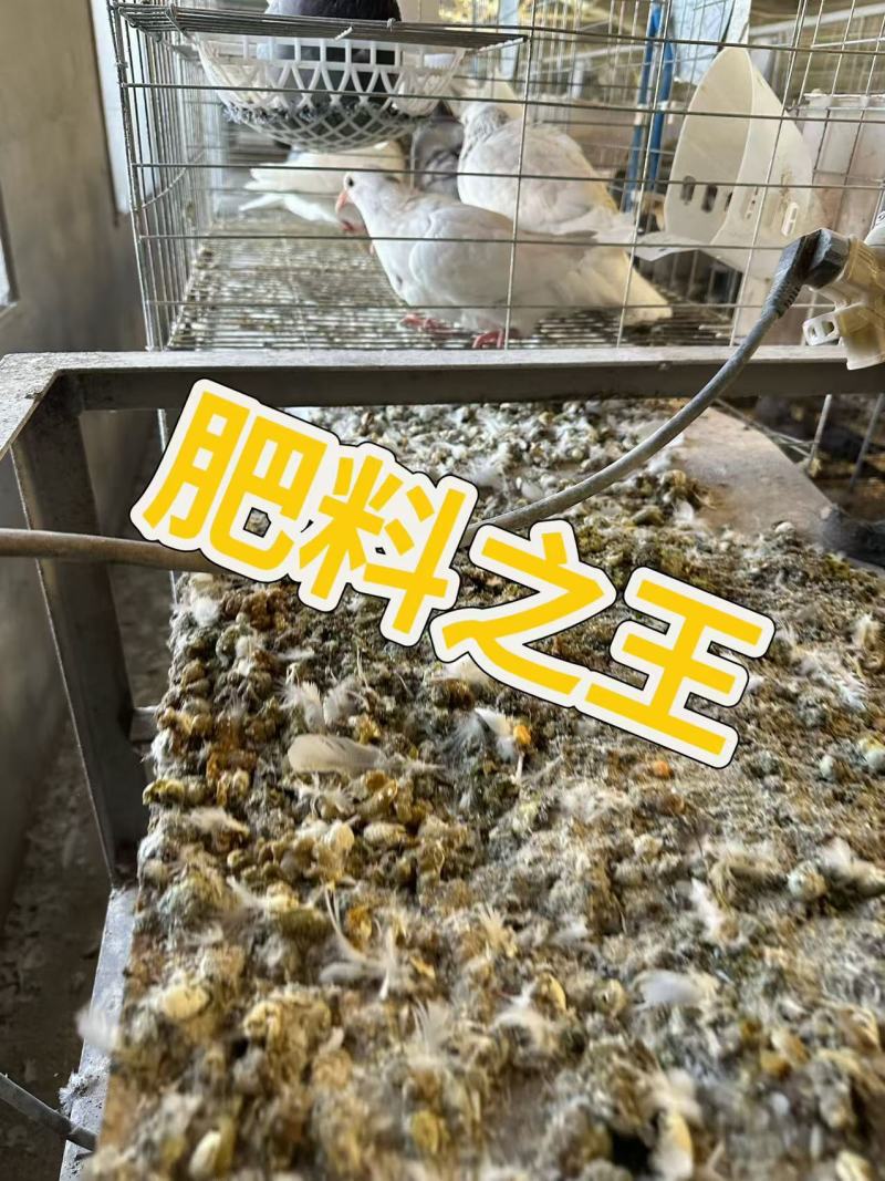 无臭鸽子粪，原生态有机肥，厂家直销，量大价优50斤一袋