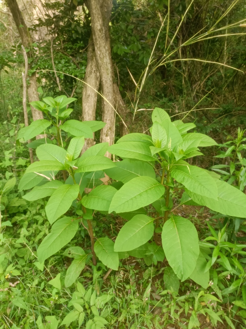 我有大量的野生商露.土大黄