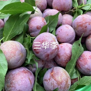 三华李一件代发厂家直发