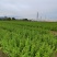 广东四季枸杞叶