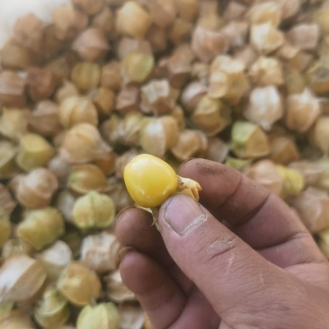 西双版纳菇娘果