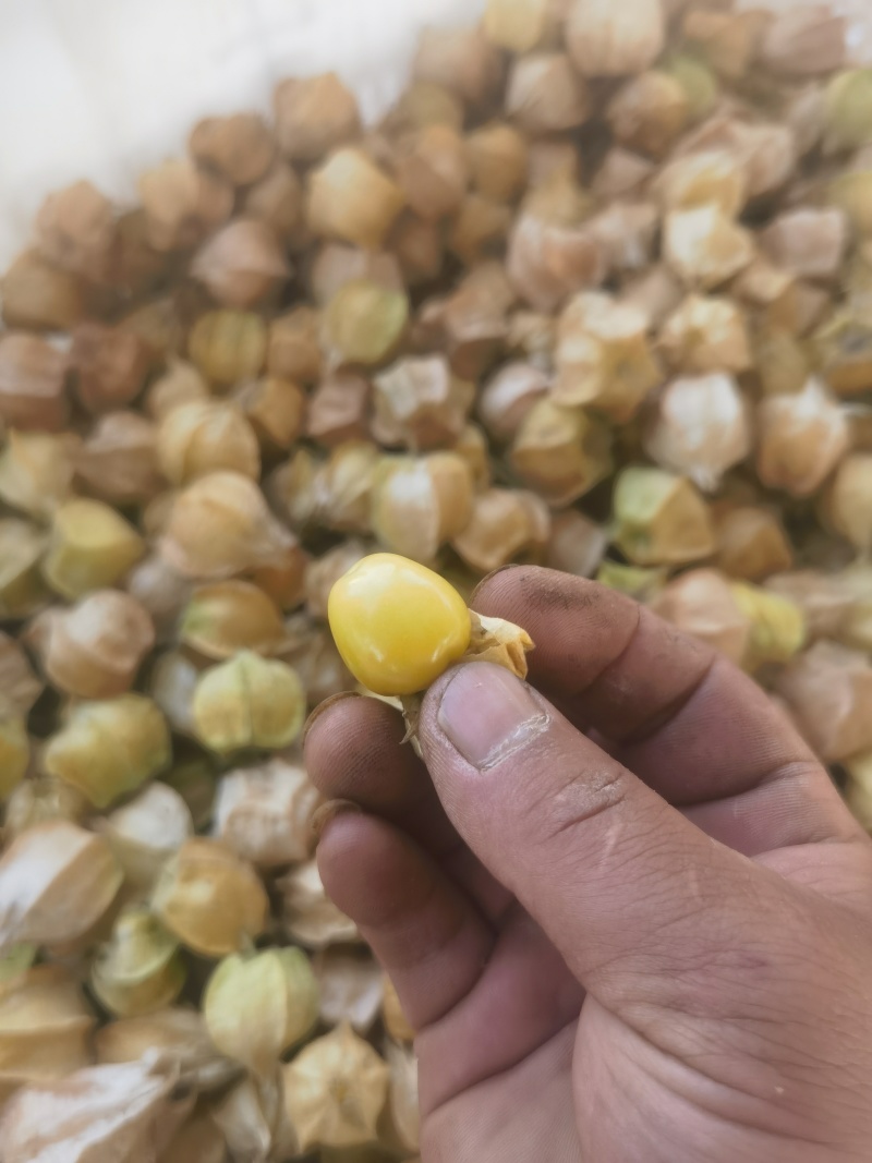 西双版纳菇娘果