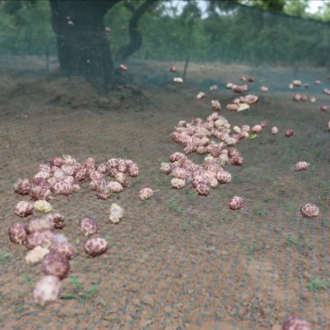 桑椹