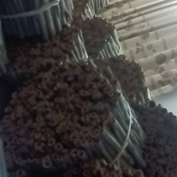 广东肇庆桂皮通货