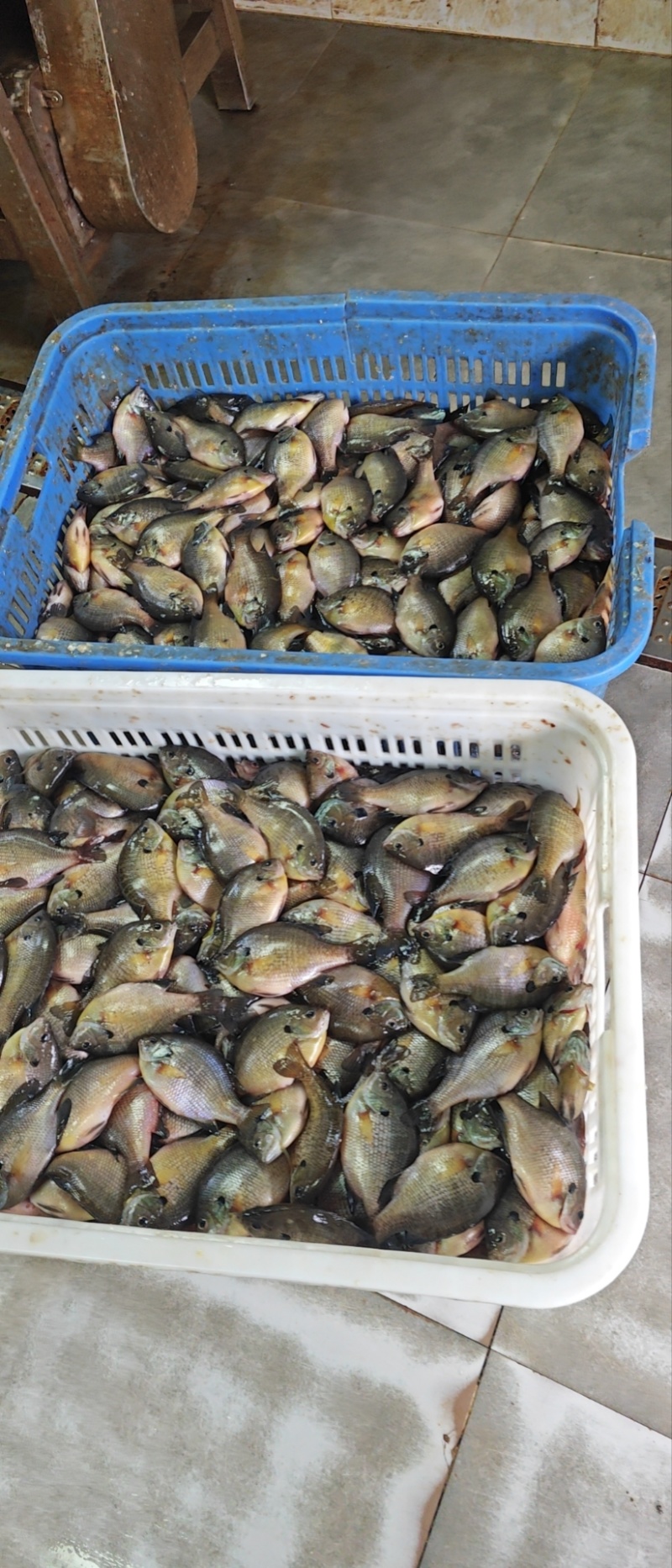 广东蓝鳃太阳中鱼，冰鲜发货珠三角