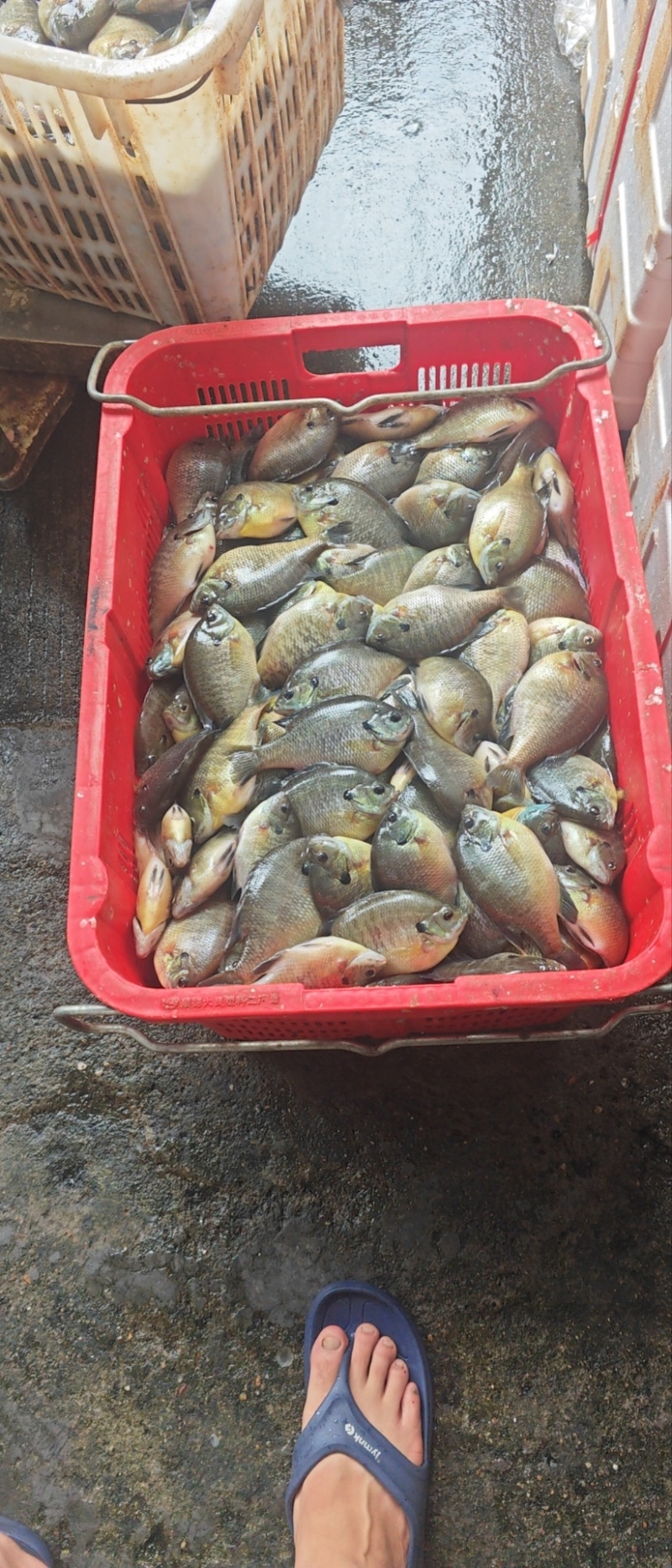 广东蓝鳃太阳中鱼，冰鲜发货珠三角
