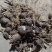 兰花三七(种苗)。石蒜(种苗)