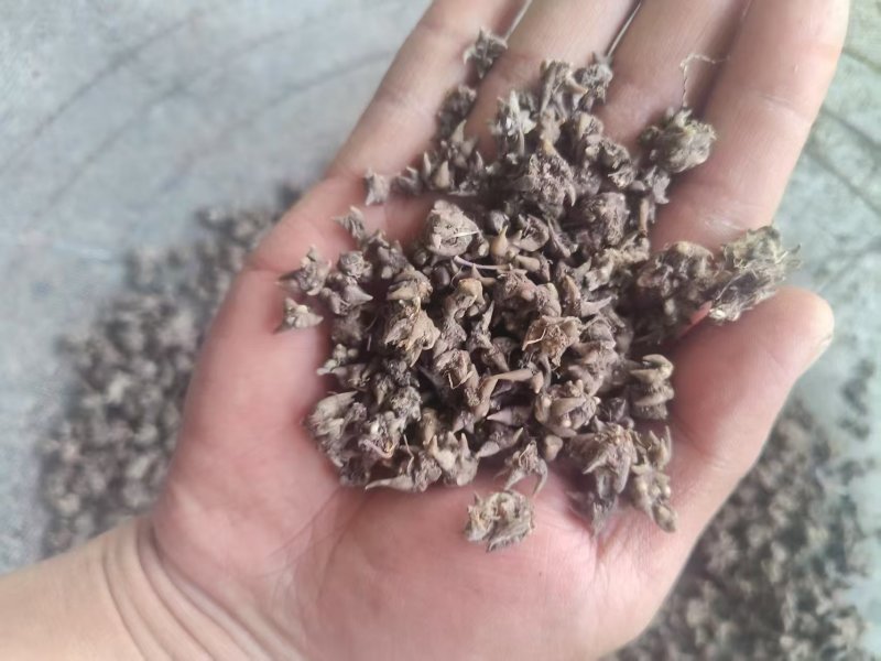 猫爪草:产地购销