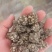 猫爪草:产地购销