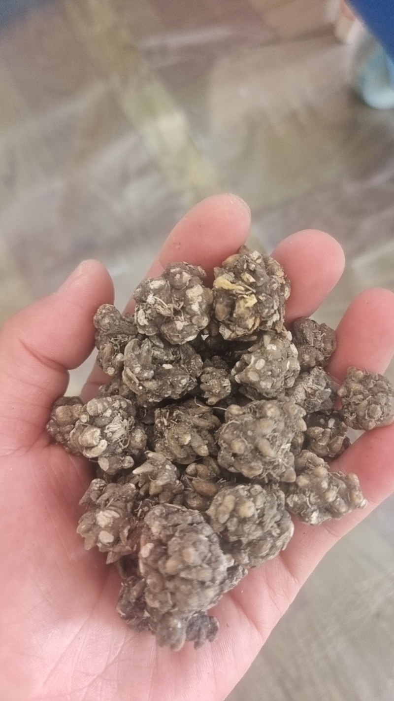 猫爪草:产地购销