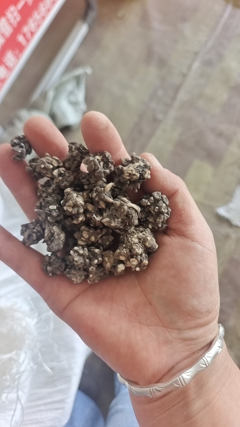 猫爪草:产地购销