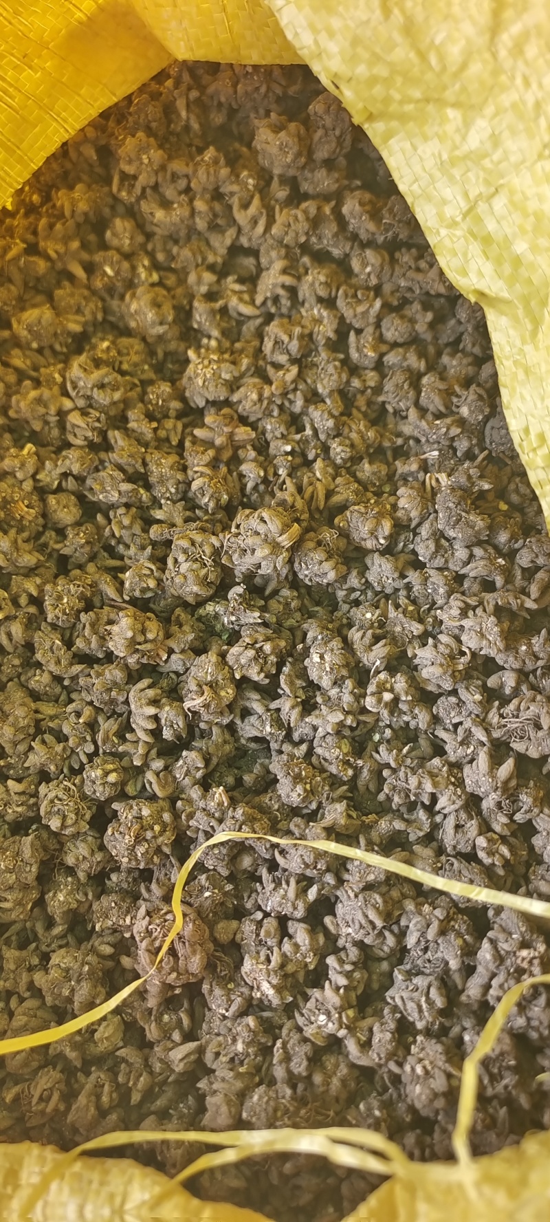 猫爪草:产地购销