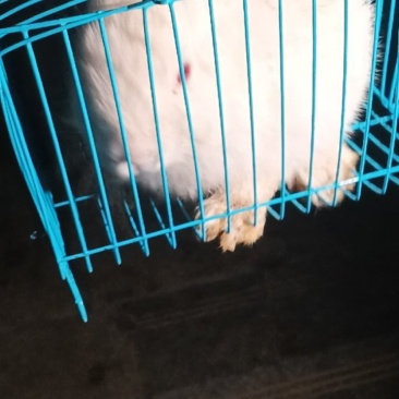 兔子