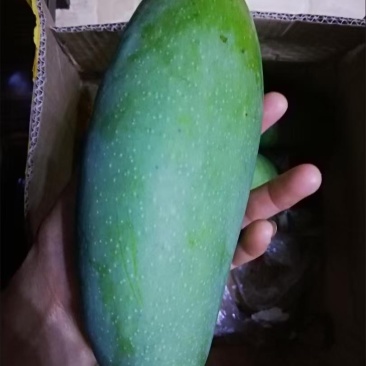 芒果一件代发