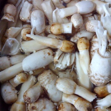 野生鸡腿菇