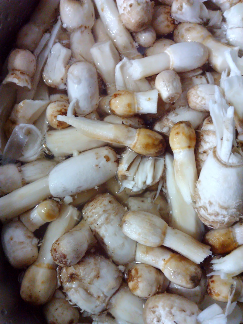 野生鸡腿菇