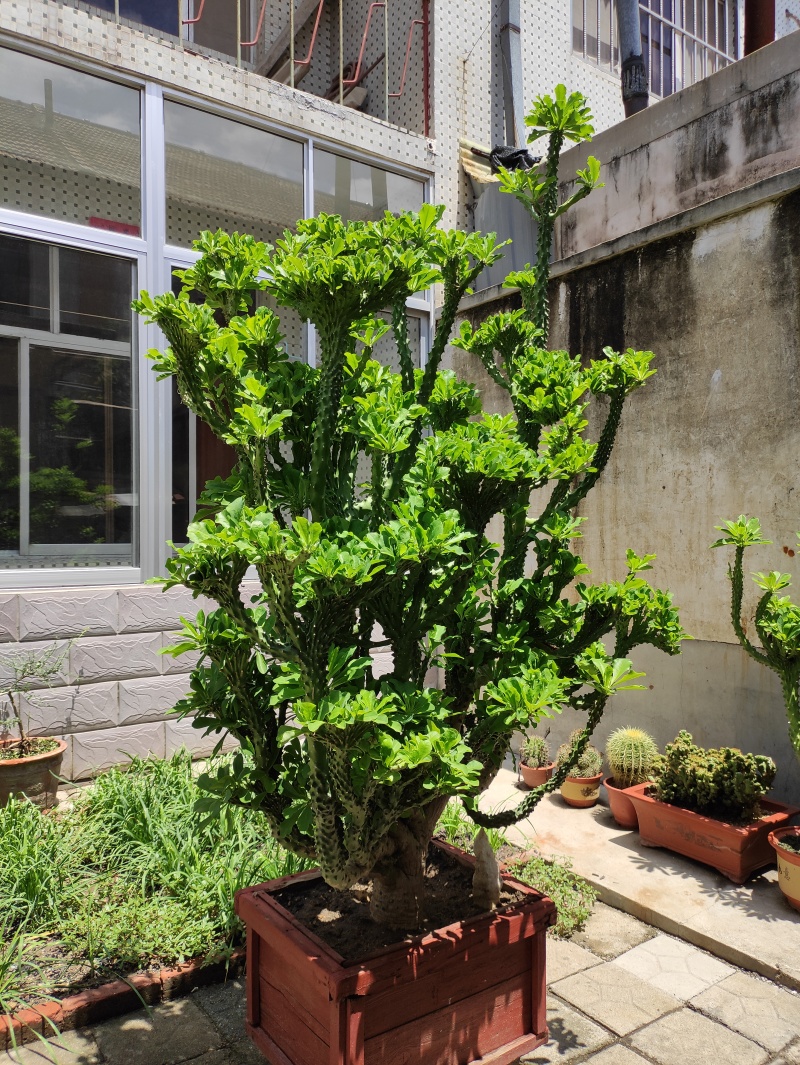 我要买麒麟花卉