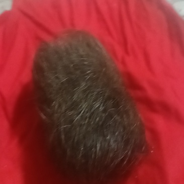 本人有一个猪宝要卖