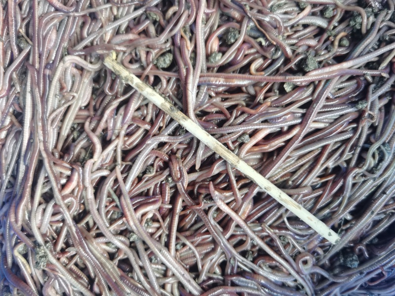 蚯蚓紫电大量批发