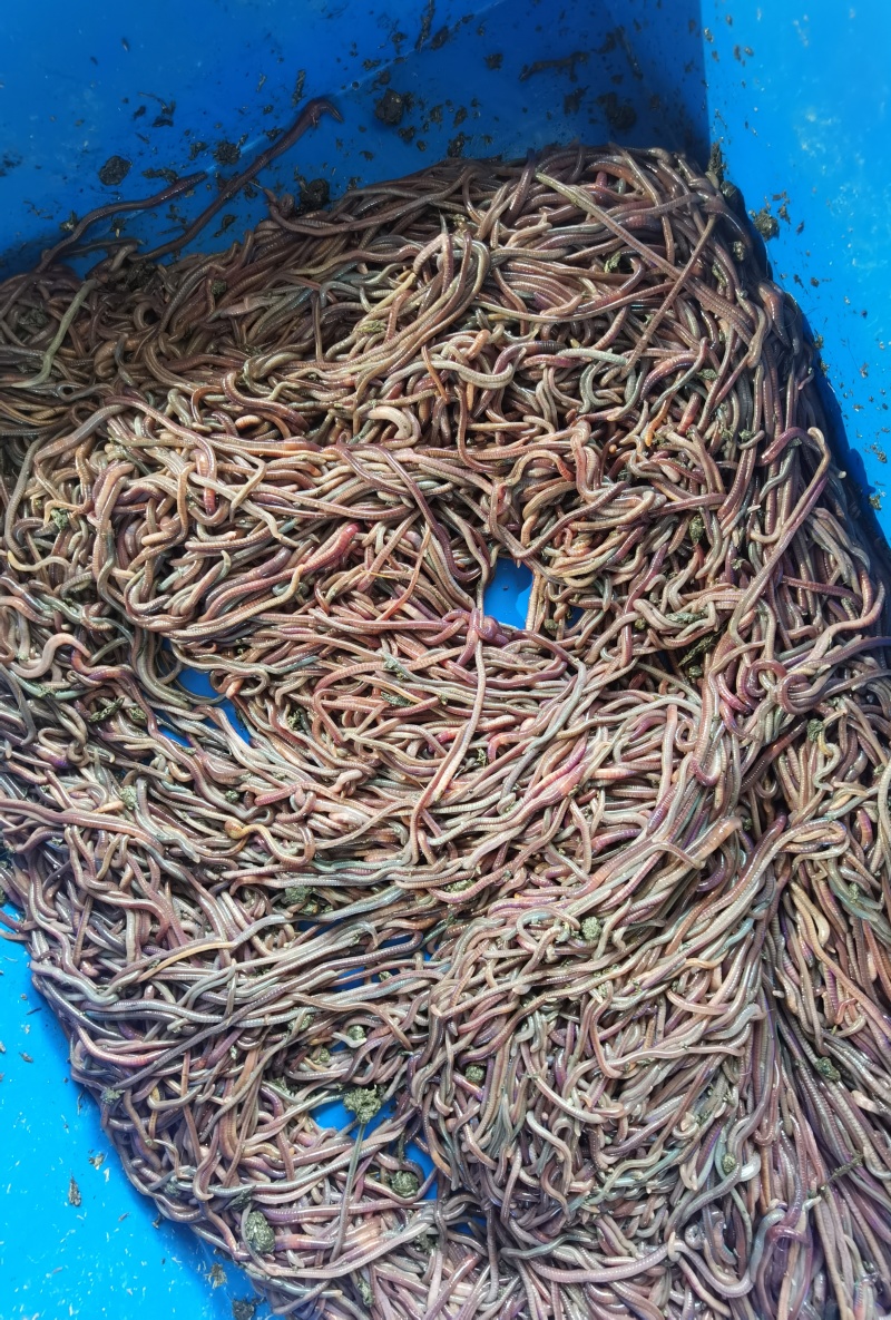 蚯蚓紫电大量批发