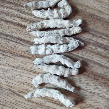 僵蚕