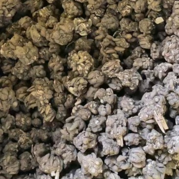 中草药猫爪草