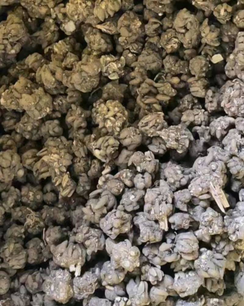 中草药猫爪草