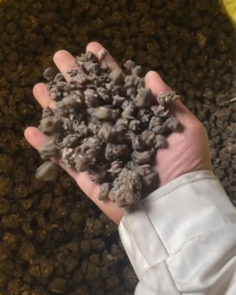 中草药猫爪草