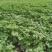 东北红杆大叶芹山野菜产地直发质量保证现买现拔