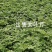 东北红杆大叶芹山野菜产地直发质量保证现买现拔
