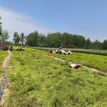 猫爪。干货。