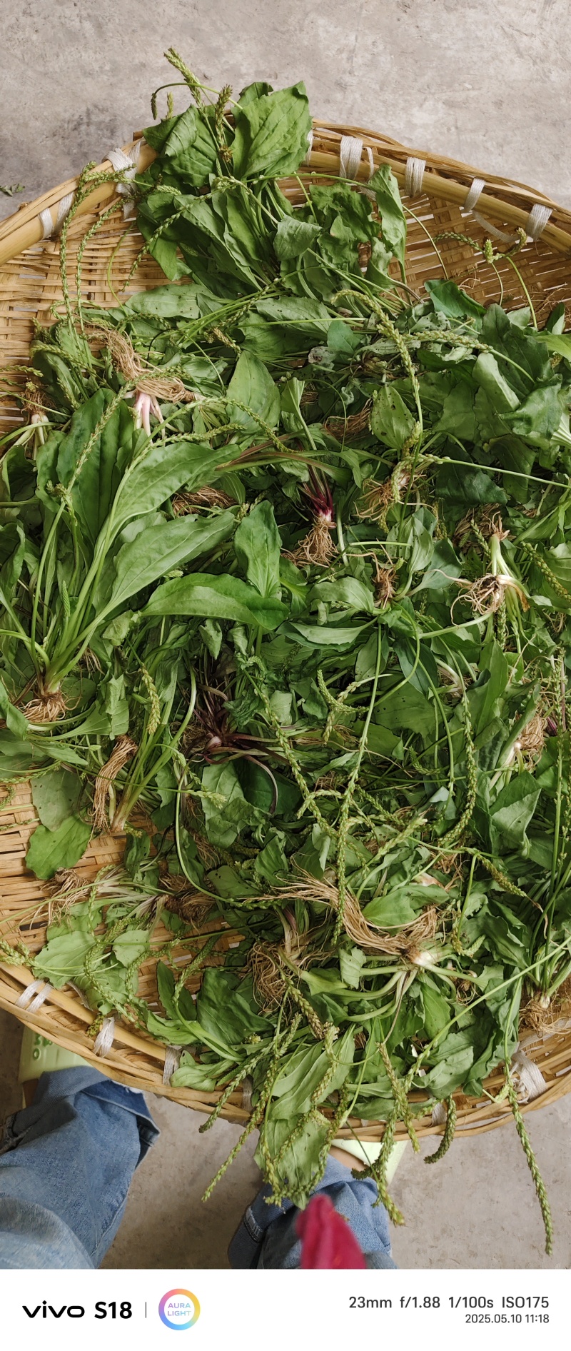 云南昭通市彝良，车前草