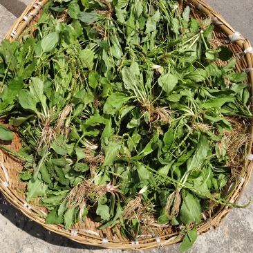 云南昭通市彝良，车前草