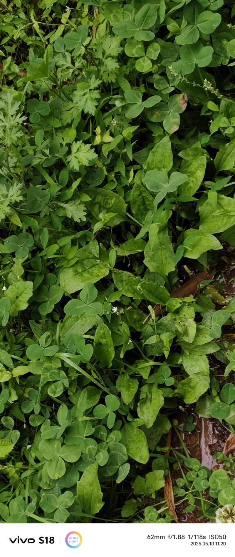 云南昭通市彝良，车前草