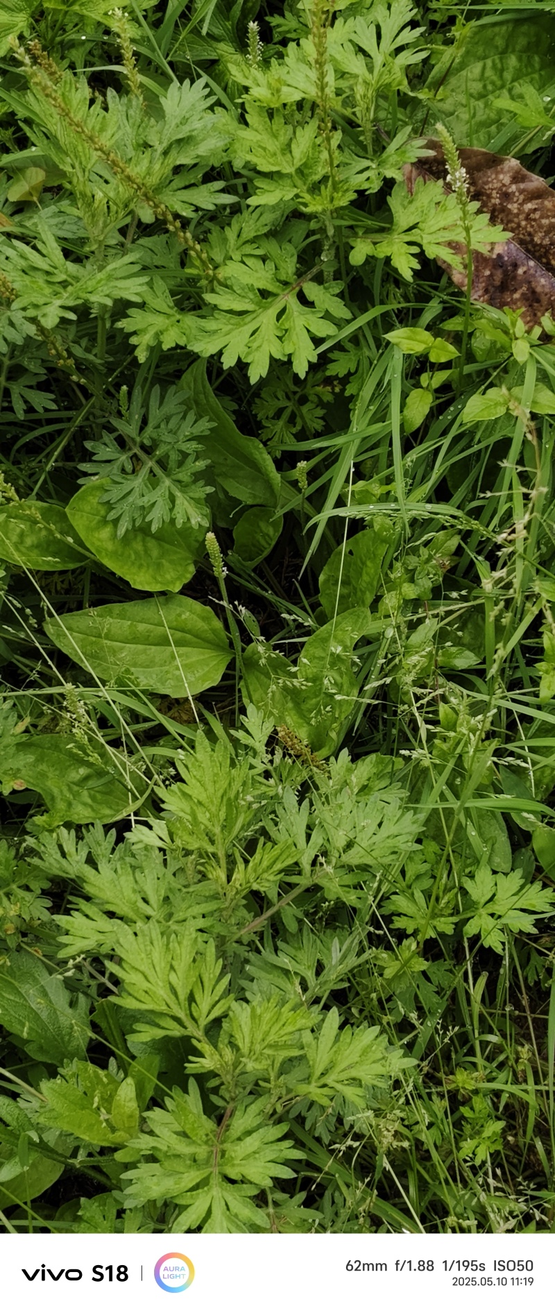 云南昭通市彝良，车前草