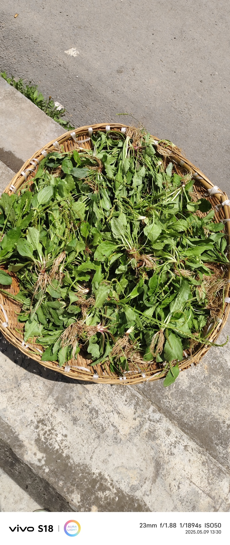 云南昭通市彝良，车前草