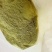 侧柏叶3.5元每斤，50斤起，不包邮，但邮政邮费低，批发联