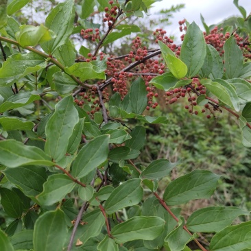 马桑树