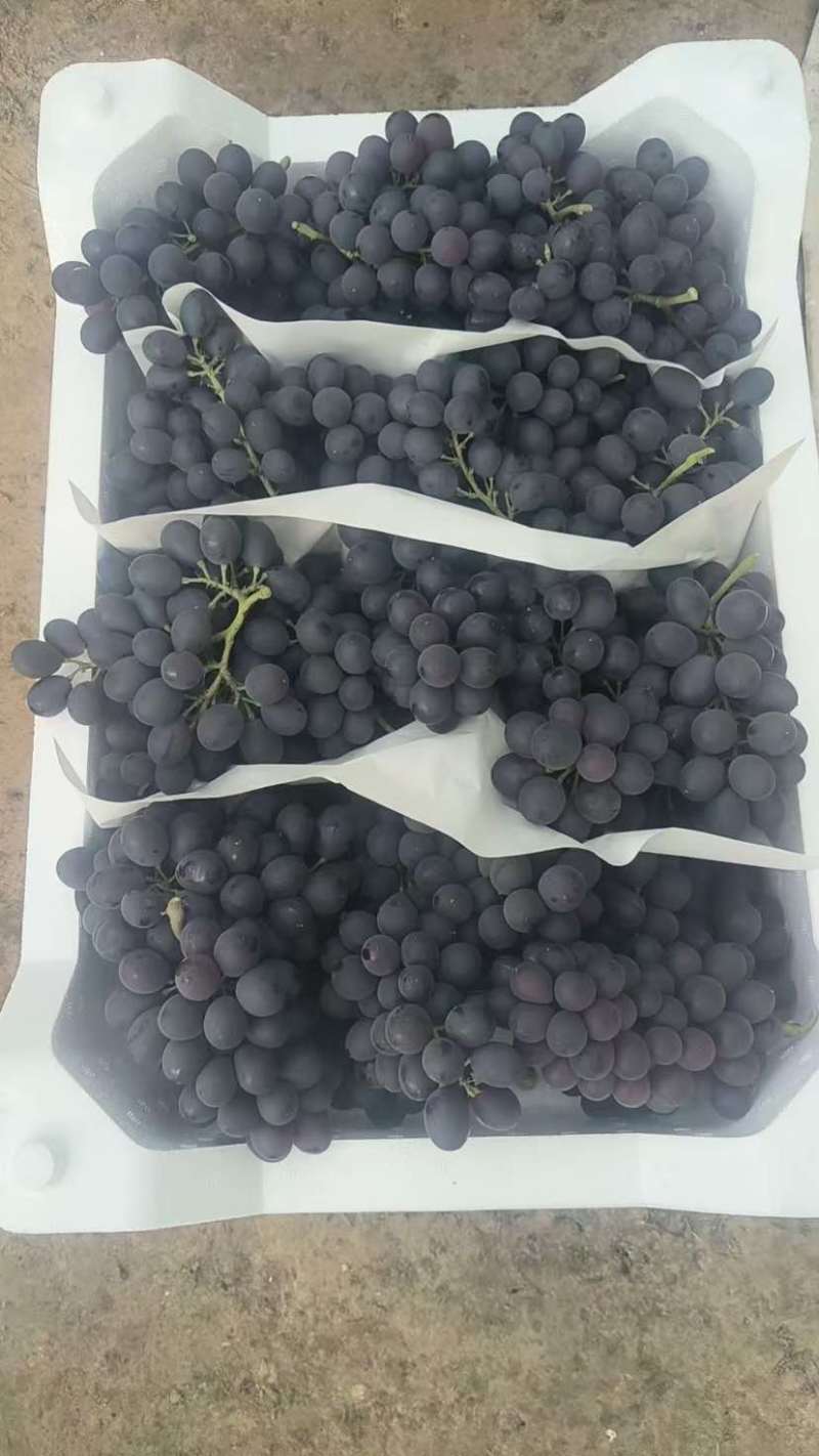 暖棚冷棚精品玫瑰香无籽葡萄