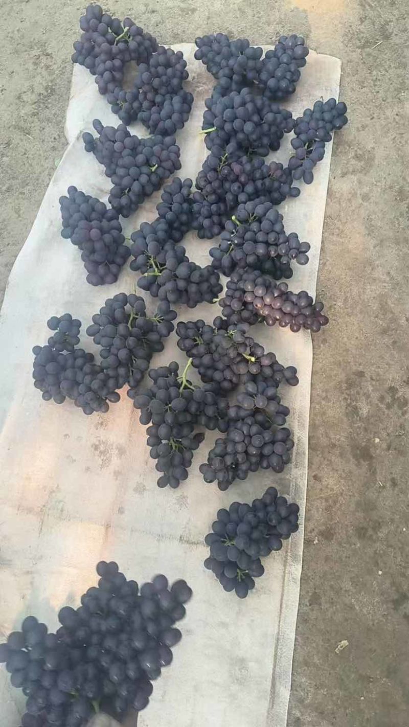 暖棚冷棚精品玫瑰香无籽葡萄