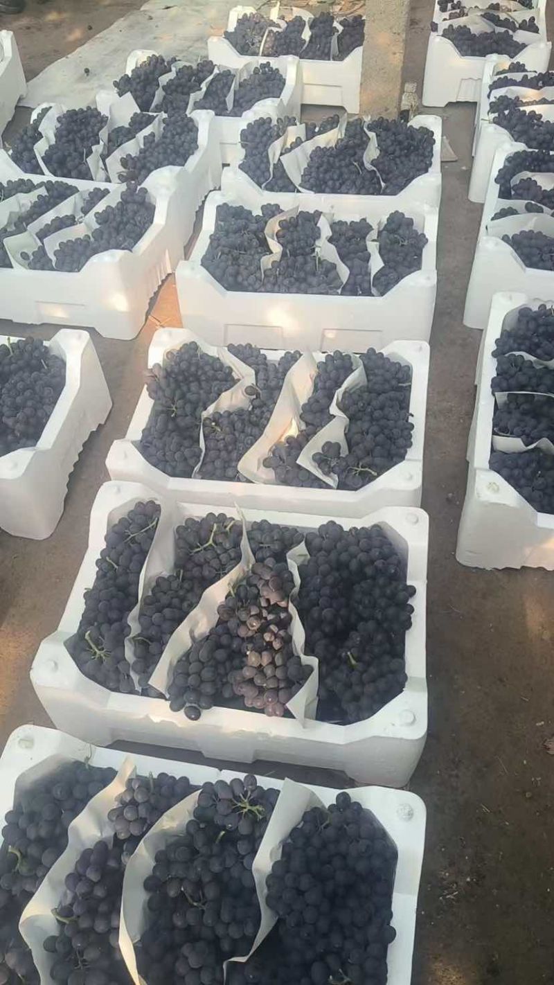 暖棚冷棚精品玫瑰香无籽葡萄