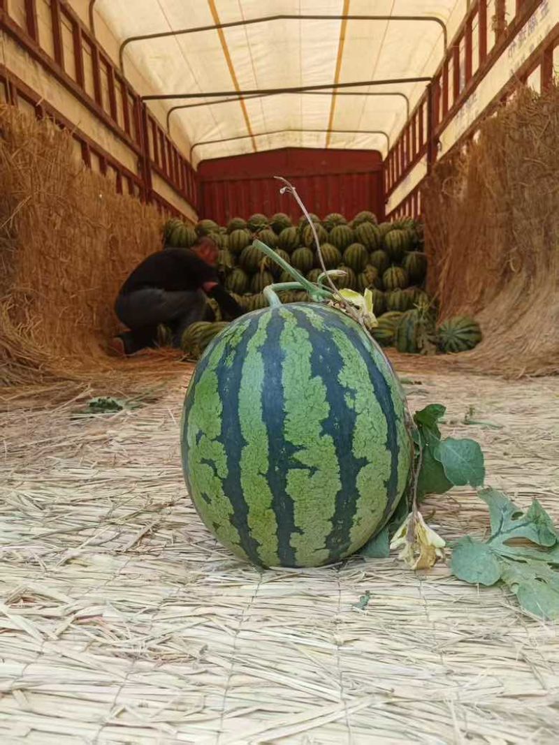 甜王西瓜