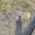 虹鳟鱼